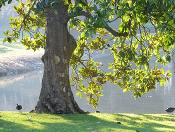 Tree by lake