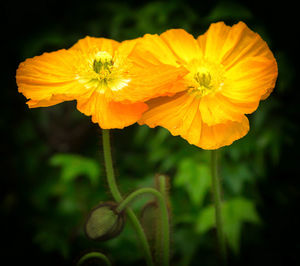 Close-up of yellow flower blooming outdoors