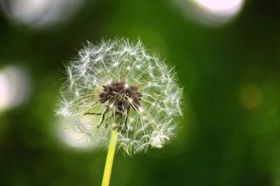 Close-up of dandelion on plant