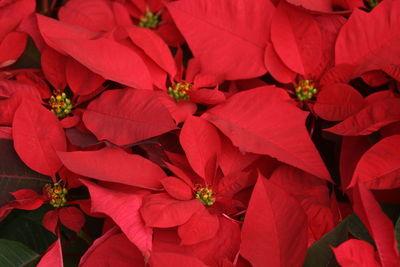 Close-up of red flowering plant