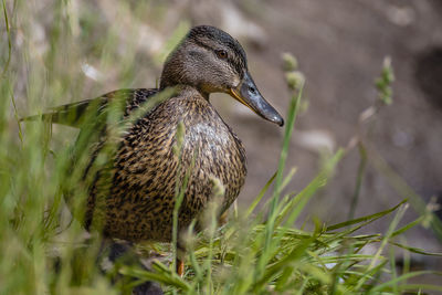 Close-up of female mallard duck by grass