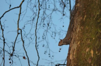 Close-up of bird perching on tree against sky