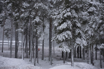 Forest at winter