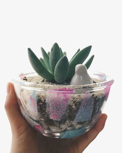 Close-up of hand holding succulent plant over white background