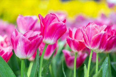 Close-up of pink flowering plants