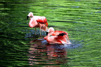 Duck drinking water in a lake