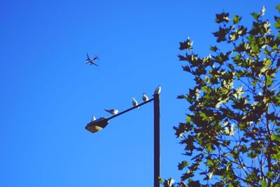 Low angle view of birds flying against clear blue sky