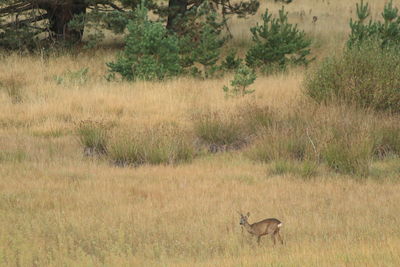 Deer in a field