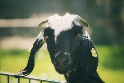 Close-up portrait of goat