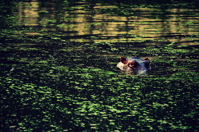 High angle view of hippopotamus in lake