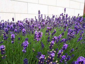 Close-up of purple flowering plants on field