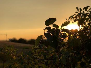 Close-up of plant on field against sky during sunset