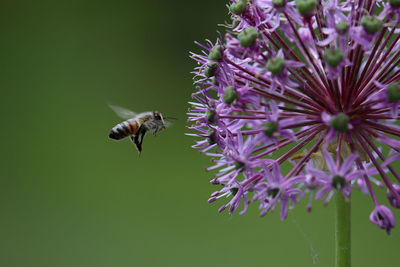 Honey bee pollinating on purple flower