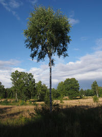 Trees on field against sky