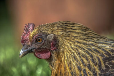 Close-up of peacock