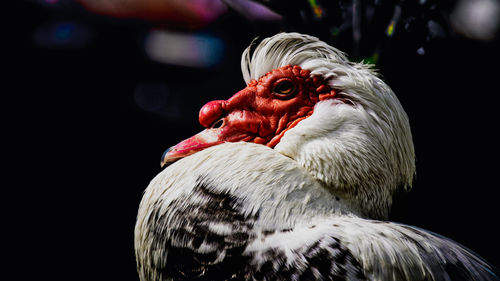 Close-up of rooster