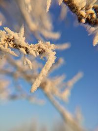 Close-up of frozen tree branch against sky