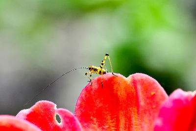 Close-up of insect on red flower
