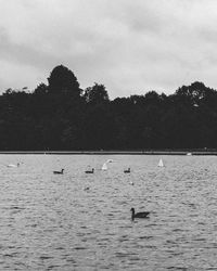 View of ducks swimming in lake