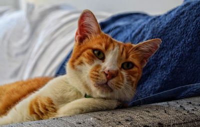 Portrait of cat lying on bed