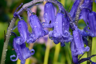 Close-up of wet purple flowers