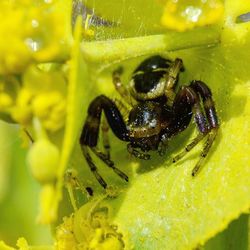 Close-up of insect