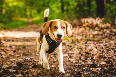 Portrait of dog looking away on field