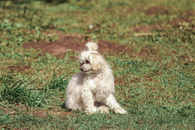 Dog looking away on field