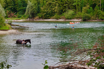 View of ducks swimming in lake