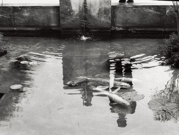 Reflection of trees in water on street