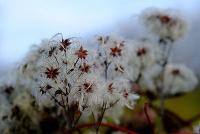Close-up of flowers against sky