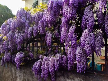 Purple flowering plants in bloom