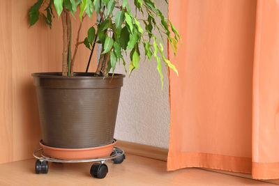 Pot with ficus flower on a special stand with wheels