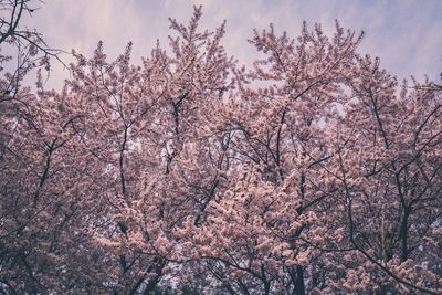 Low angle view of cherry blossoms against sky