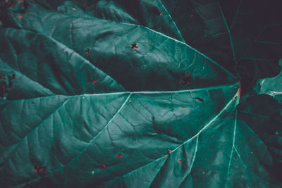 Full frame shot of wet leaves