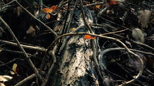 Fallen tree in forest