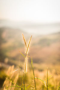 Close-up of stalks in field against sky