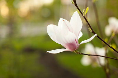 Close-up of flower