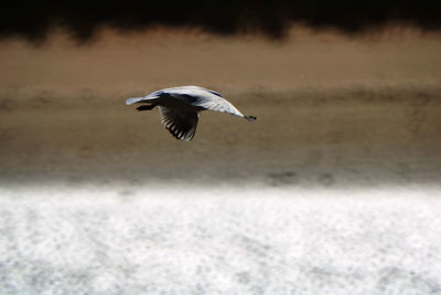 Bird flying over sea
