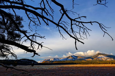 Bare trees on landscape against blue sky