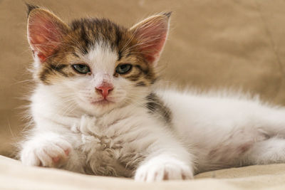 Close-up portrait of a cat