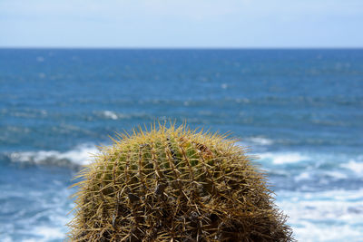 Close-up of cactus plant on beach