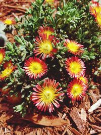 High angle view of multi colored flowering plants