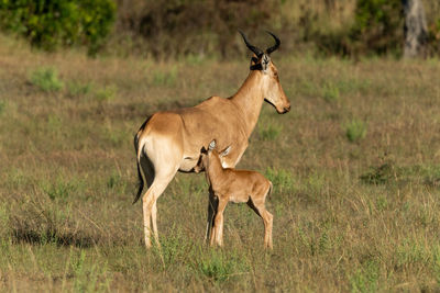 Cokes hartebeest standing on field