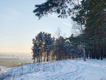 Trees on snow covered field against sky