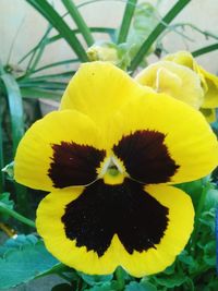 Close-up of yellow flowering plant