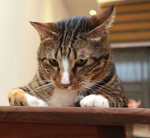 Portrait of cat