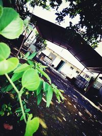 Low angle view of plants