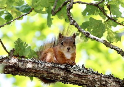 Squirrel on tree