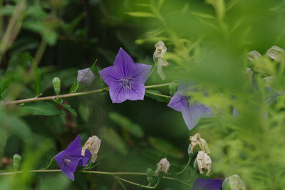 Close-up of purple flowering plant